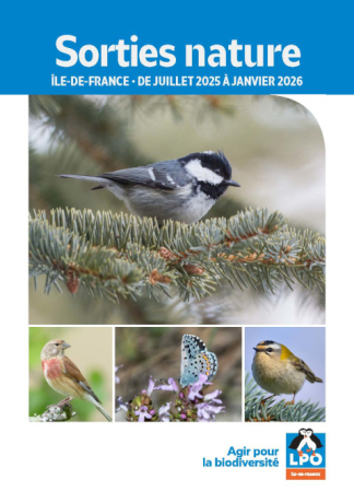 sorties nature, oiseaux